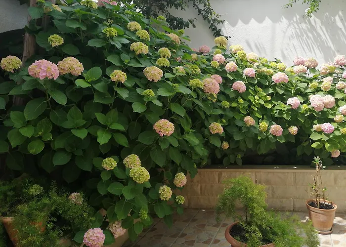 Apartment With Parking Space - 2476 Vis